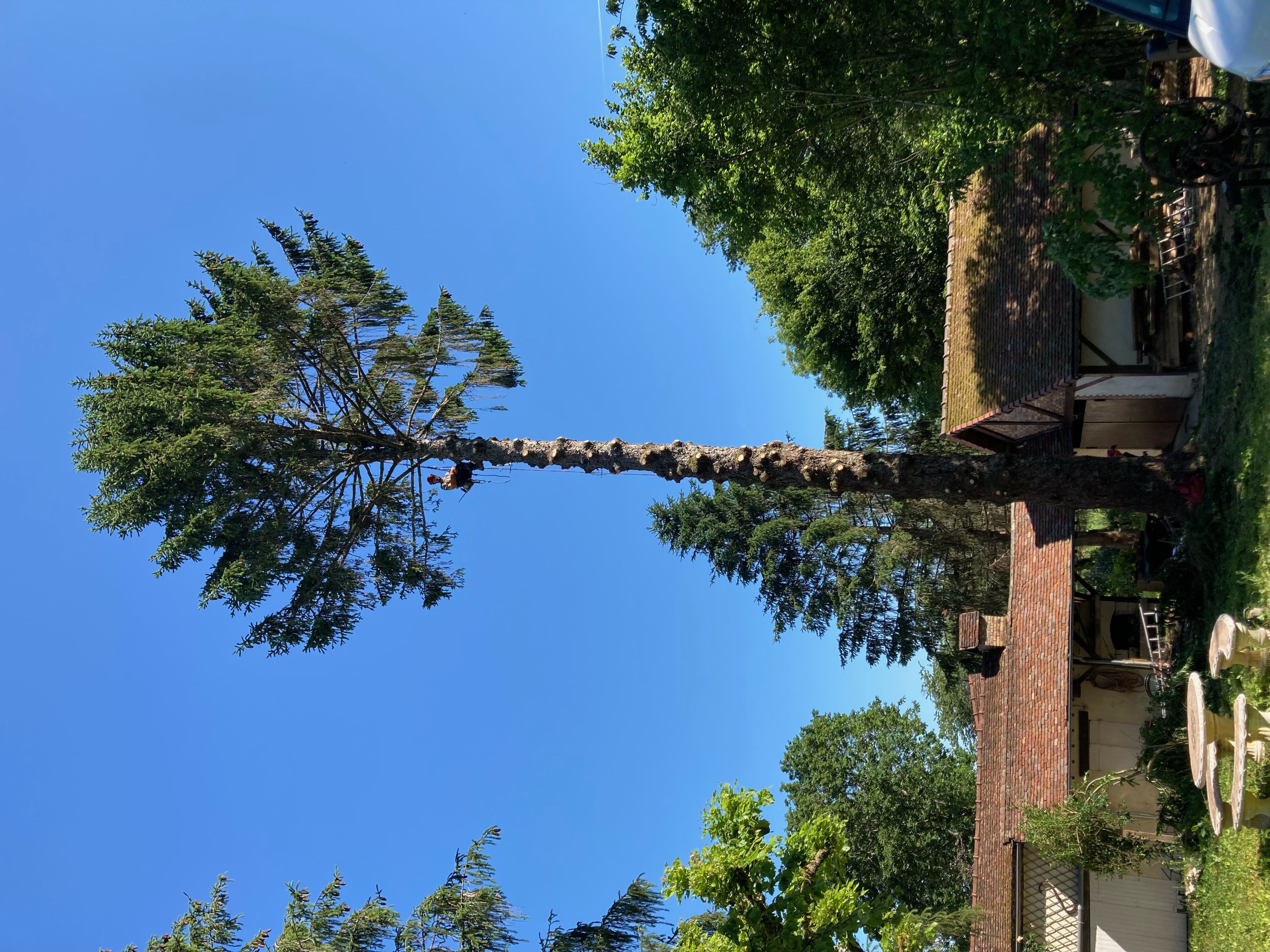 arbre entrain d'etre abattue