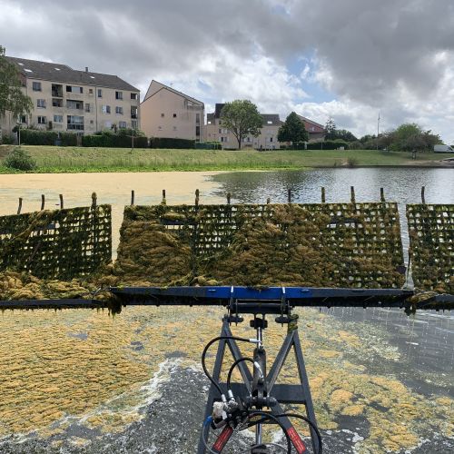 Intervention sur un bassin envahi d’algues filamenteuse flottant à la surface de l’eau.